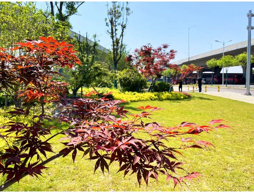 永州城市绿化管理包含哪些项目