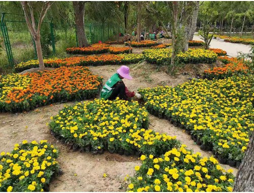 三河绿化花卉苗木批发市场