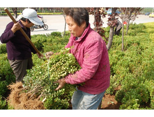 园林绿化工程植物名称解释